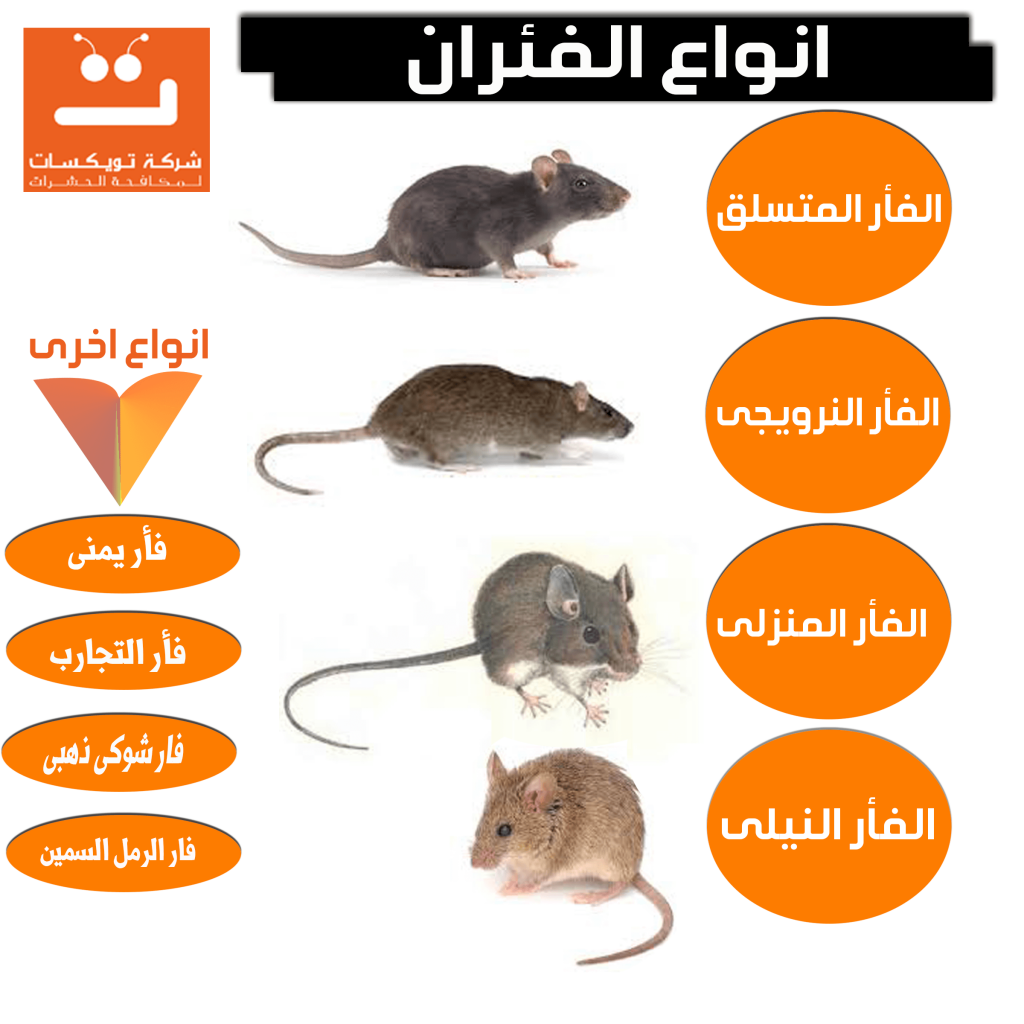 انواع الفئران وطرق مكافحتها والتخلص منها