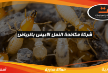 Photo of شركة مكافحة النمل الابيض بالرياض
