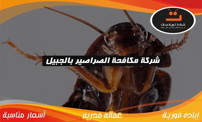 شركة مكافحة الصراصير بالجبيل