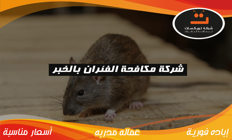 شركة مكافحة الفئران بالخبر