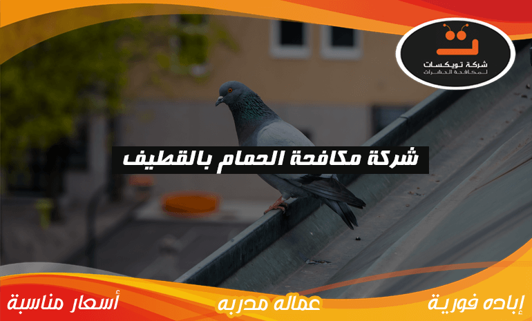 شركة مكافحة الحمام بالقطيف