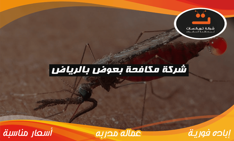 شركة مكافحة بعوض بالرياض