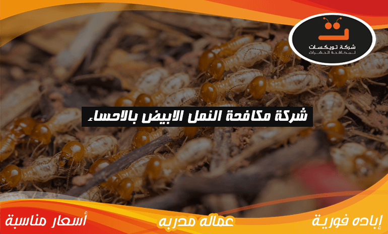 شركة مكافحة النمل الابيض بالاحساء