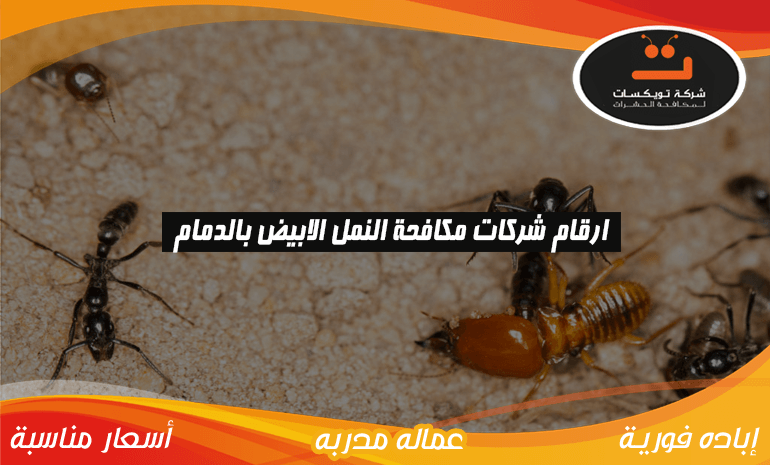 ارقام شركات مكافحة النمل الابيض بالدمام