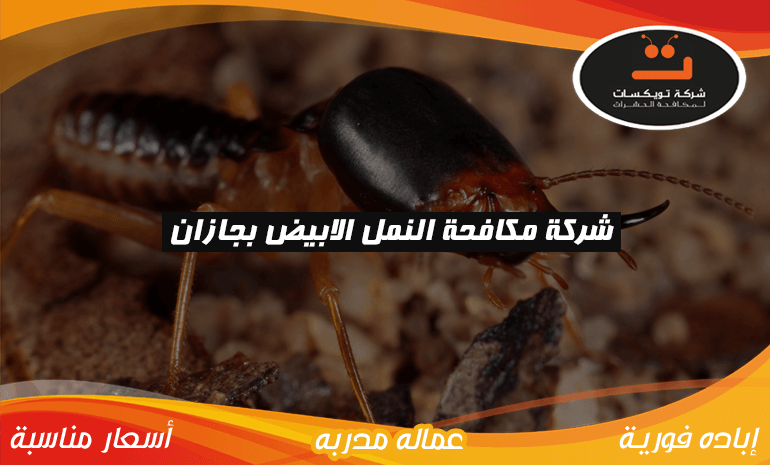 شركة مكافحة النمل الابيض بجازان
