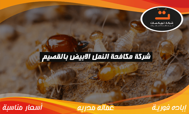 شركة مكافحة النمل الابيض بالقصيم