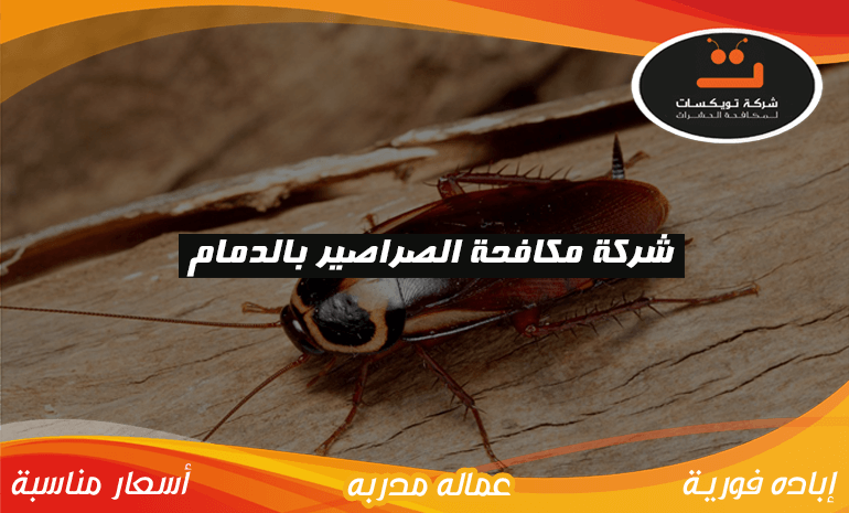 شركة مكافحة الصراصير بالدمام