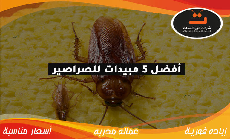 اقوى 5 مبيدات للصراصير في السعودية