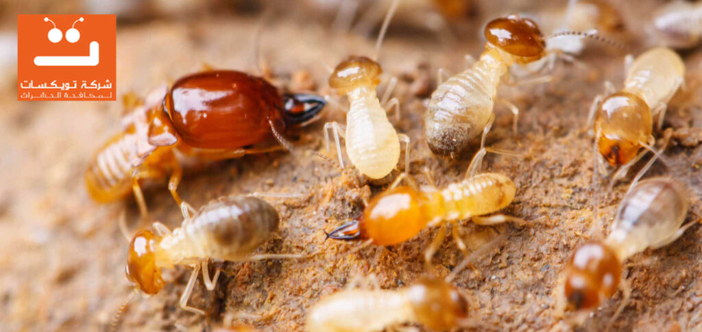 أضرار النمل الابيض 