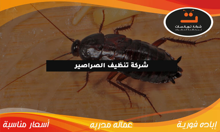شركة تنظيف الصراصير