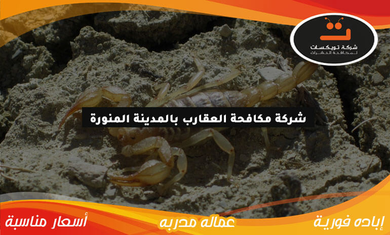 شركة مكافحة العقارب بالمدينة المنورة