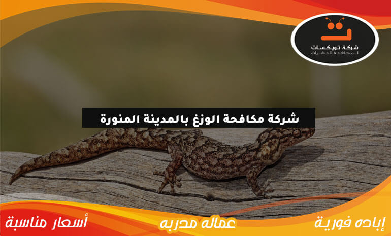 شركة مكافحة الوزغ بالمدينة المنورة