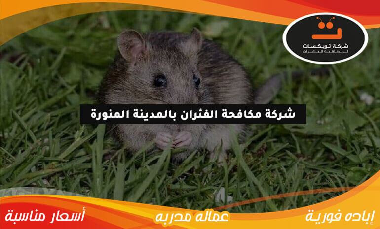 شركة مكافحة الفئران بالمدينة المنورة