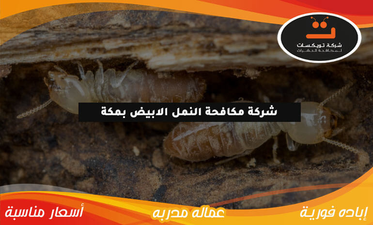 شركة مكافحة النمل الابيض بمكة