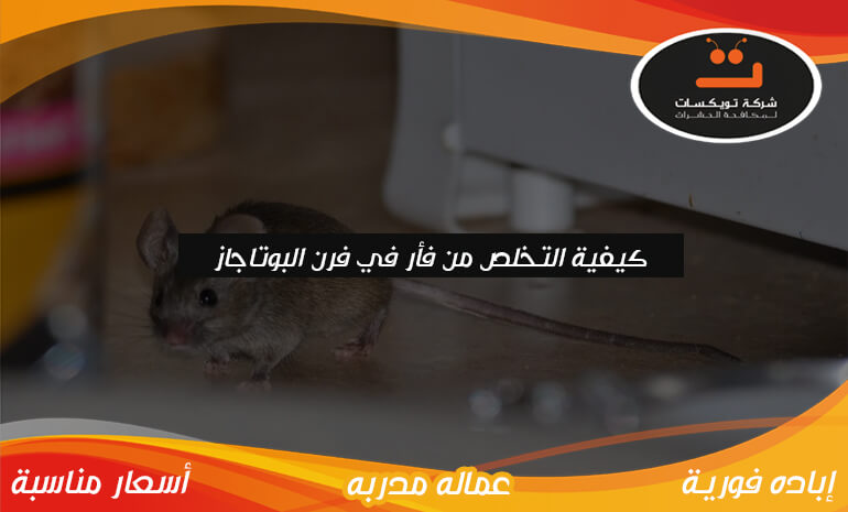 كيفية التخلص من فأر في فرن البوتاجاز