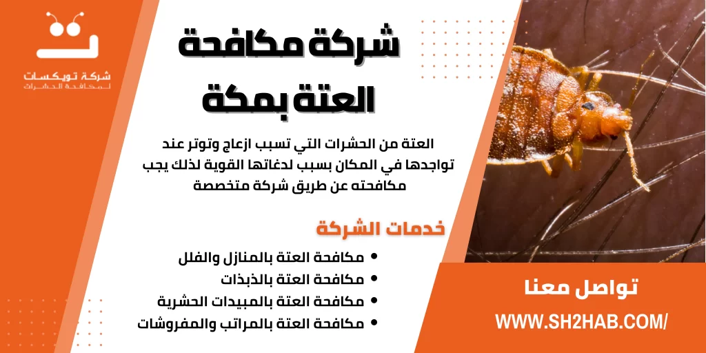 شركة مكافحة العتة بمكة