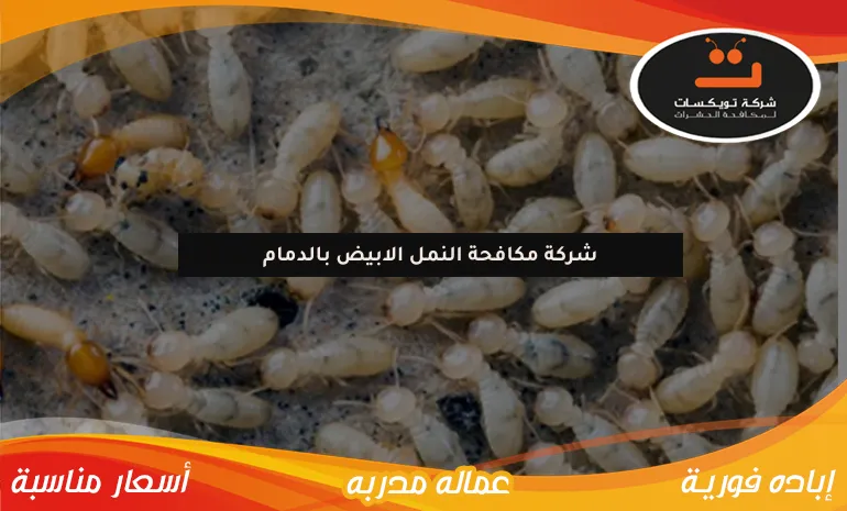 شركة مكافحة النمل الابيض بالدمام