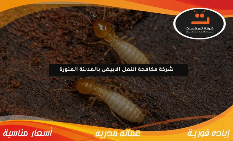 شركة مكافحة النمل الابيض بالمدينة المنورة