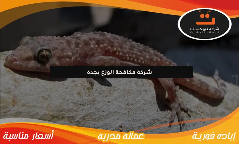 شركة مكافحة الوزغ بجدة
