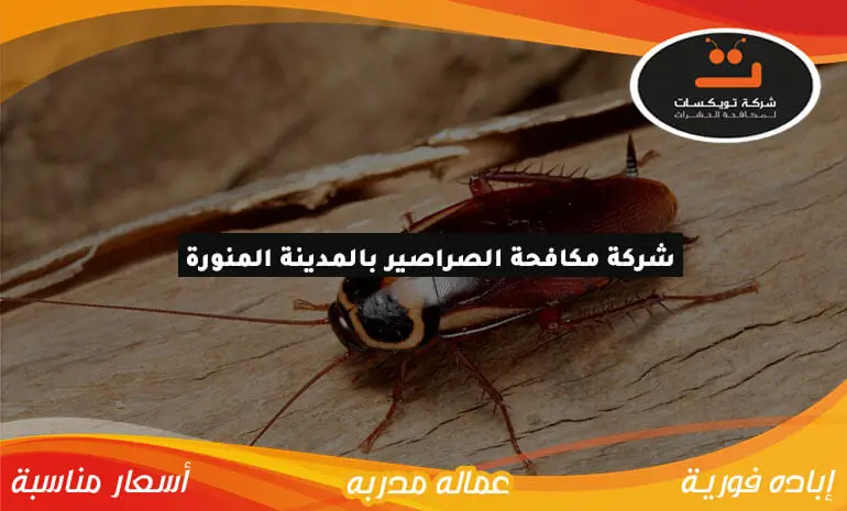 شركة-مكافحة-الصراصير-بالمدينة-المنورة