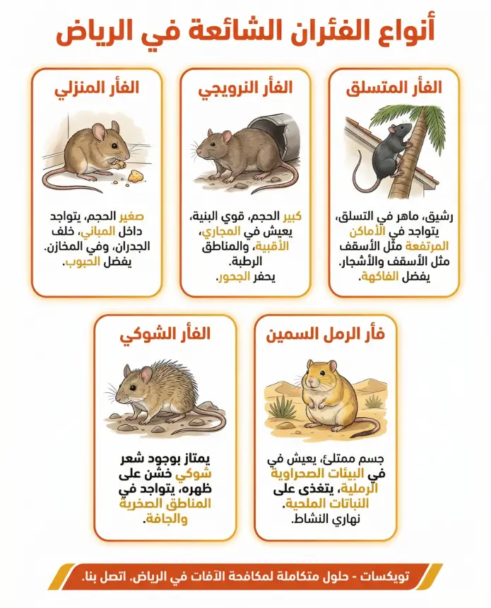 انواع الفئران الشائعة في الرياض