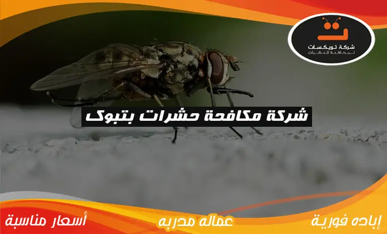 شركة مكافحة حشرات بتبوك